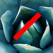 Cactaceae